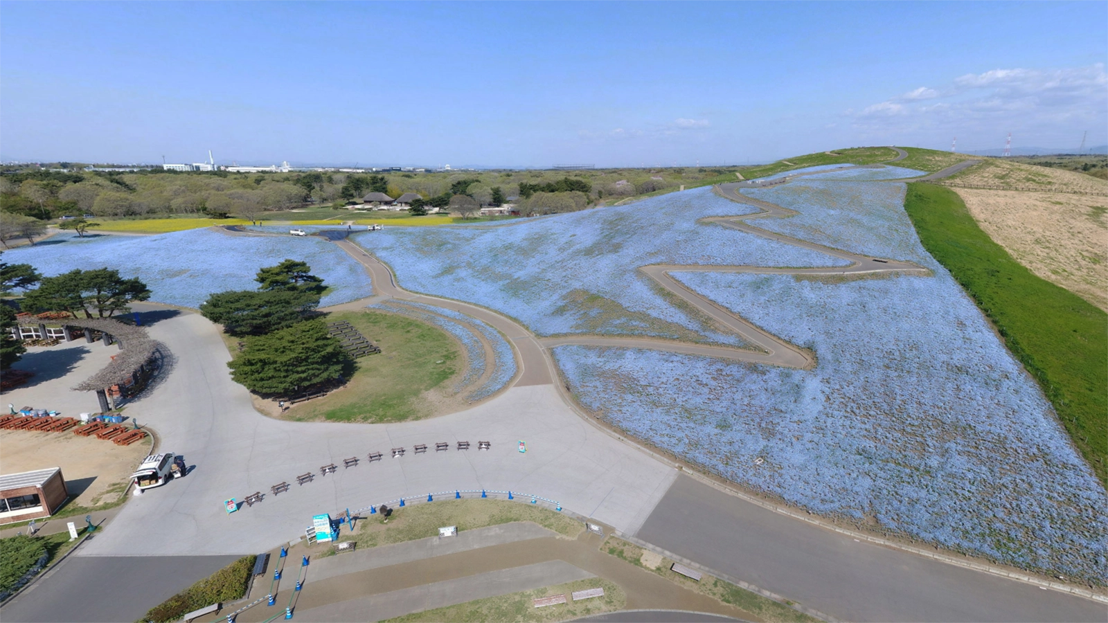 国営ひたち海浜公園のネモフィラのVRツアー写真