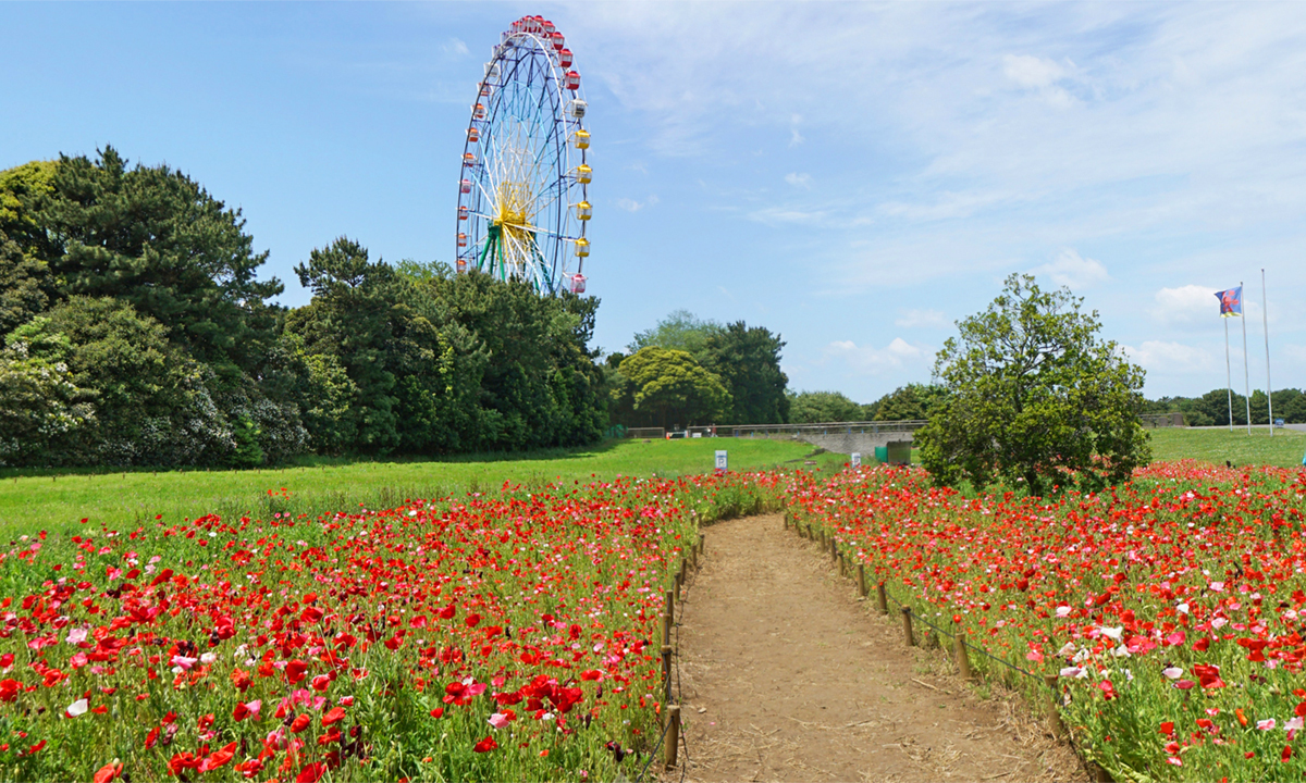 茨城県ひたちなか市の国営ひたち海浜公園のポピー畑