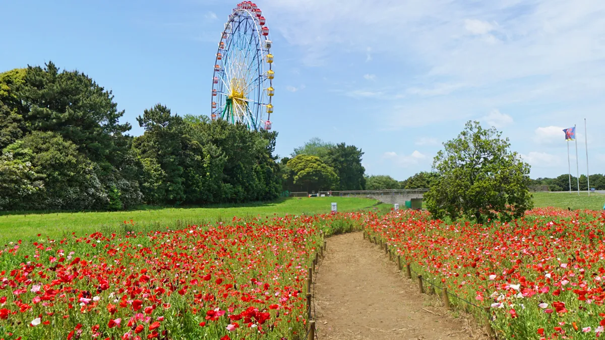 茨城県ひたちなか市の国営ひたち海浜公園のポピー畑