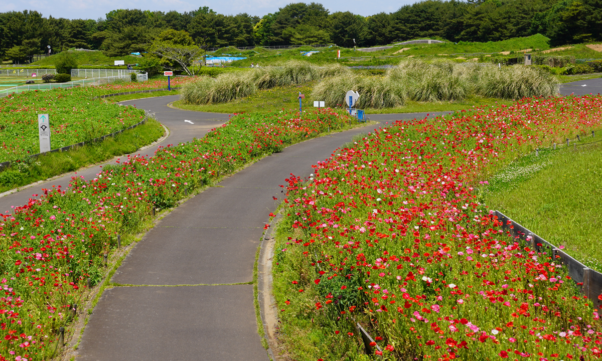 国営ひたち海浜公園のBMXコース周辺のポピー畑景観