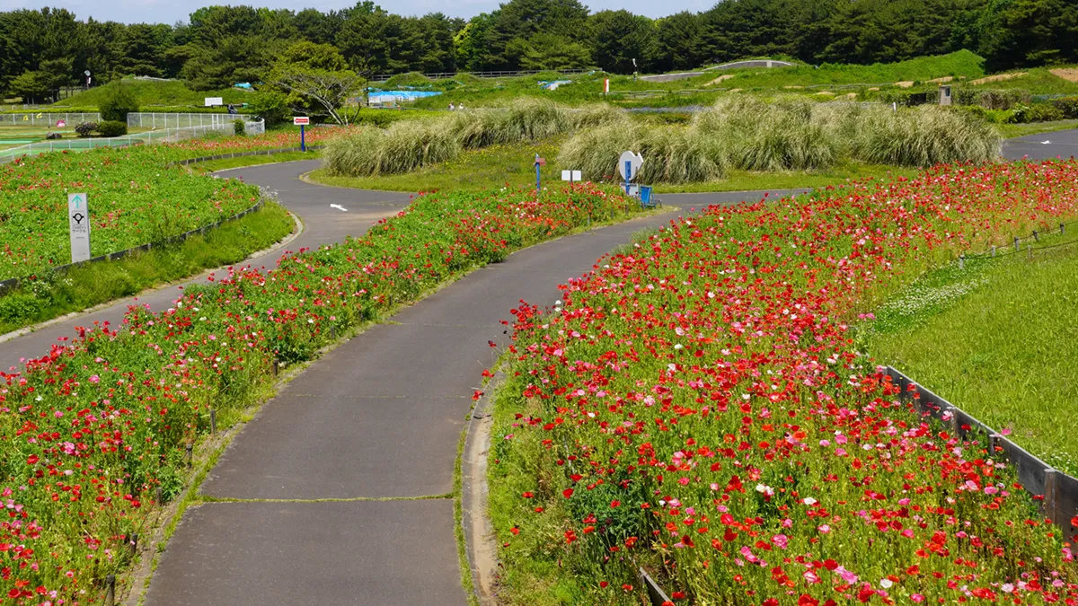 国営ひたち海浜公園のBMXコース周辺のポピー畑景観