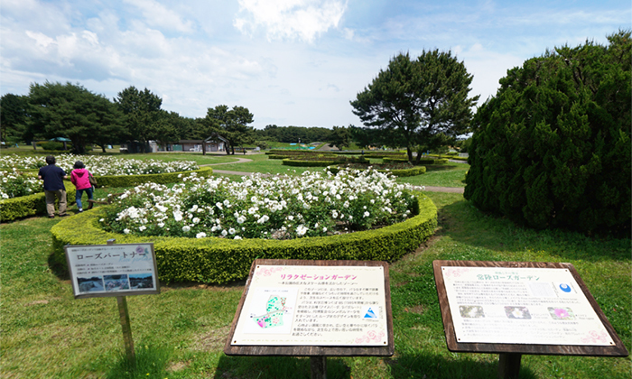 茨城県ひたちなか市の国営ひたち海浜公園のバラ園