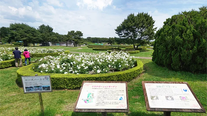 茨城県ひたちなか市の国営ひたち海浜公園のバラ園
