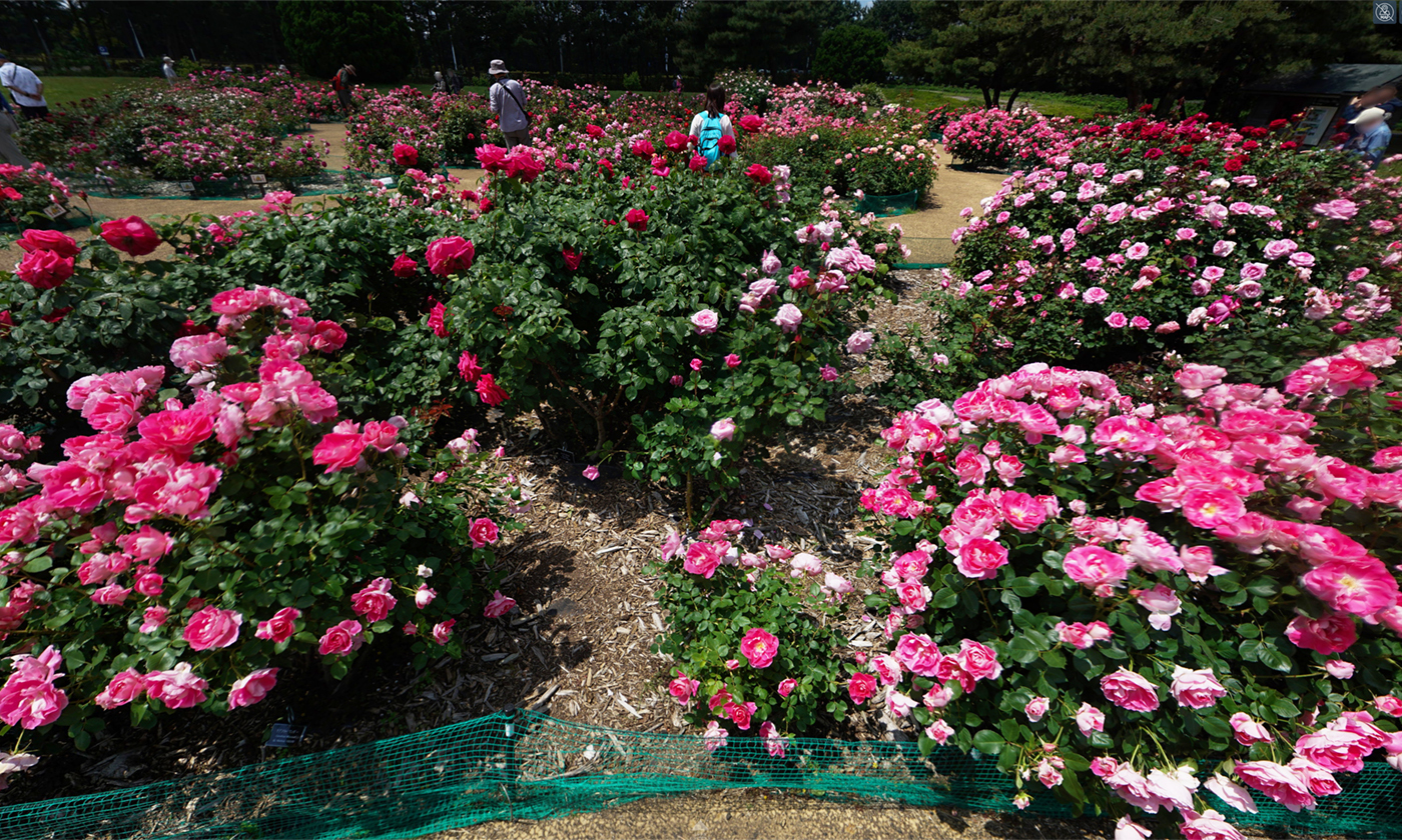 茨城県の国営ひたち海浜公園・様々なバラ