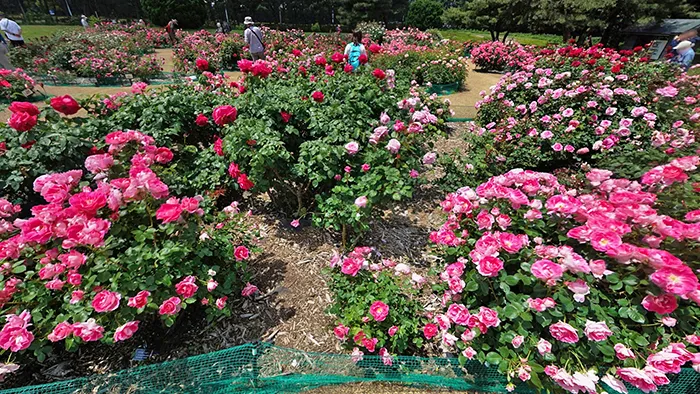 茨城県の国営ひたち海浜公園・様々なバラ