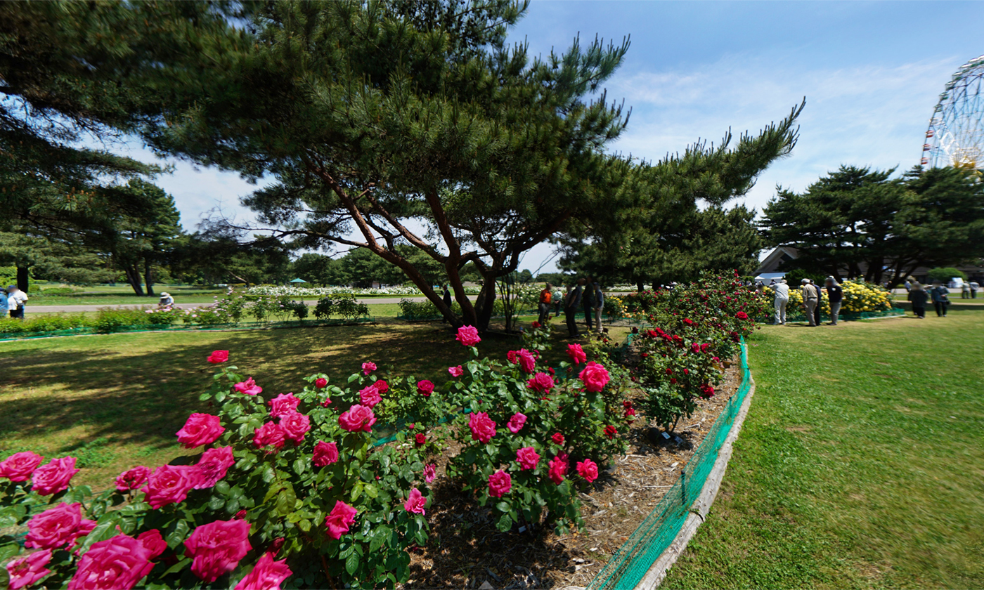 国営ひたち海浜公園のローズレリーフガーデンのバラの観光VRツアー