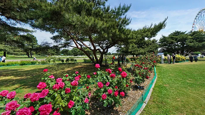 国営ひたち海浜公園のローズレリーフガーデンのバラの観光VRツアー