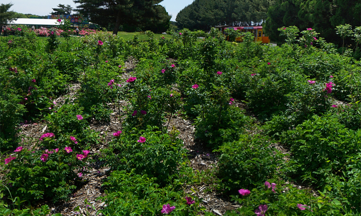 茨城県ひたちなか市国営ひたち海浜公園のハマナスの観光VRツアー4件