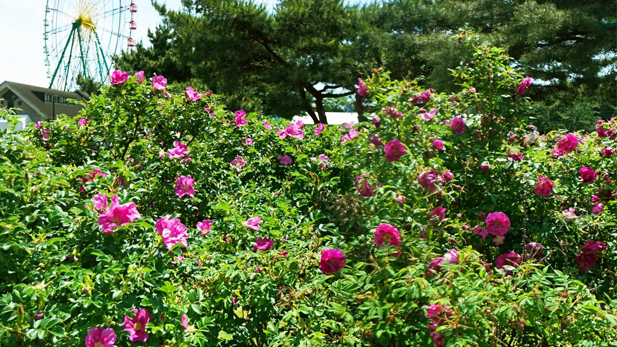 茨城県ひたちなか市国営ひたち海浜公園の観光案内