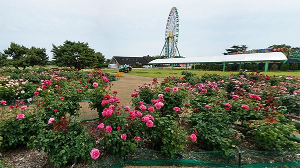 ひたち海浜公園の画像と茨城県の薔薇の花・バラ園の名所案内ページのひたち海浜公園へのリンク