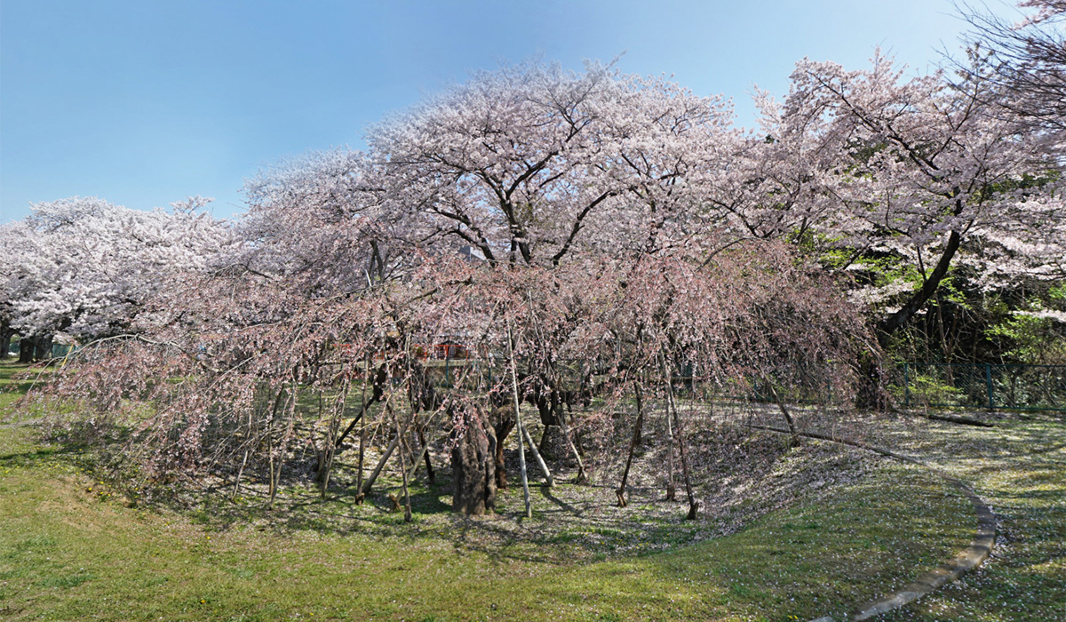 日立市消防本部裏のしだれ桜VRツアー
