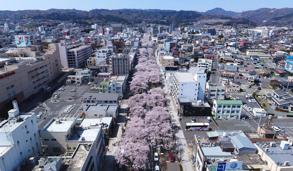 日本さくら名所100選の日立駅前通りの桜並木