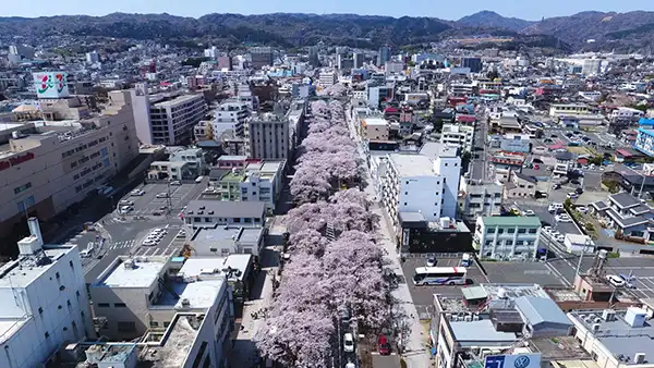 日立市の日立駅前通りの桜並木・桜祭りの様子写真
