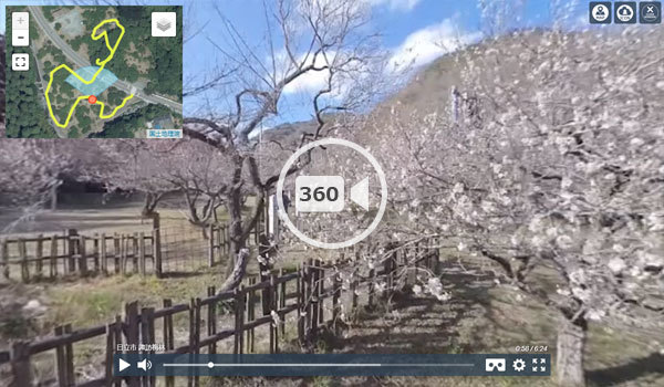 常陸市観梅スポットの諏訪梅林の観光VR動画