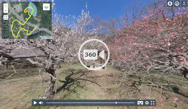 日立市観梅名所の諏訪梅林360度動画