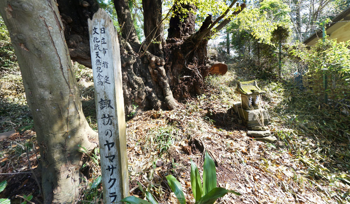 日立市の花見スポットの諏訪の山桜