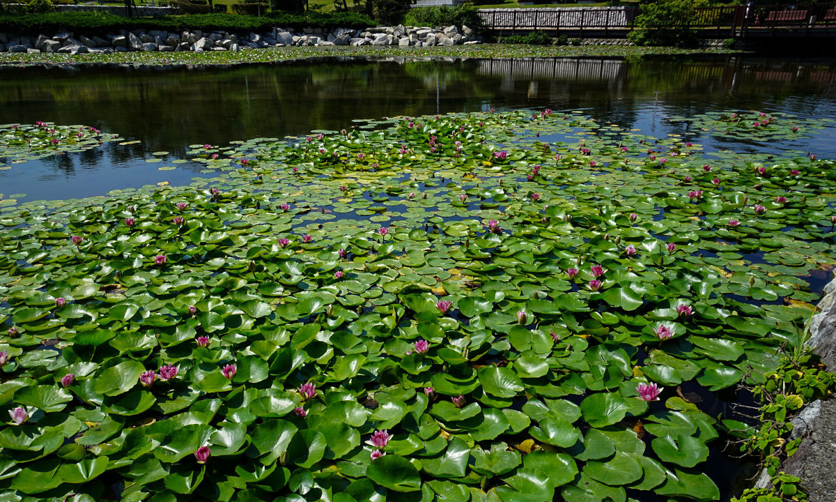 日立市の鵜の岬スイレン池公園のスイレンの花のVRツアー