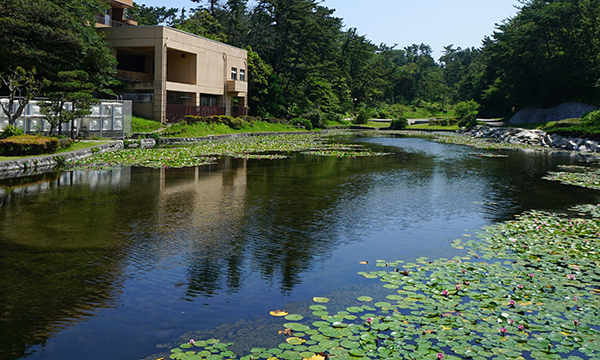 茨城県のスイレンの花おすすめ季節観光名所の鵜の岬スイレン池公園VRツアー