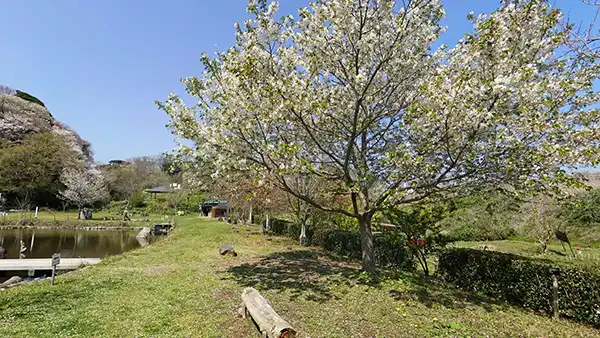 赤羽緑地公園の大島桜の開花景観写真とVRツアーのリンク