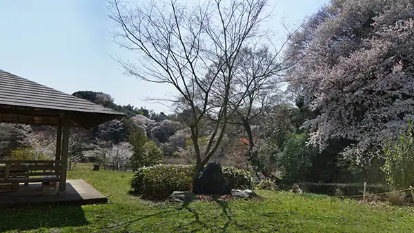 日立市の赤羽緑地公園の山桜の開花景観写真