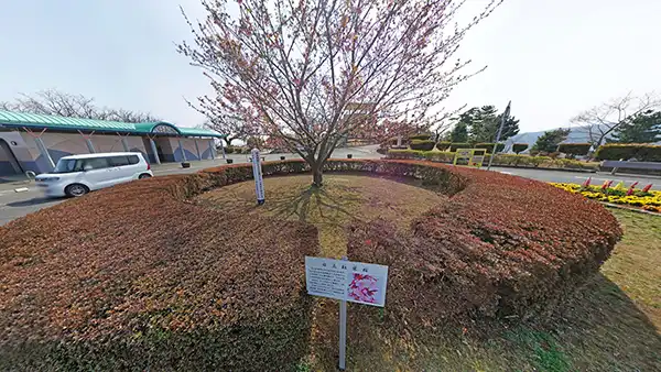 日立市かみね公園の日立紅寒桜の開花の写真