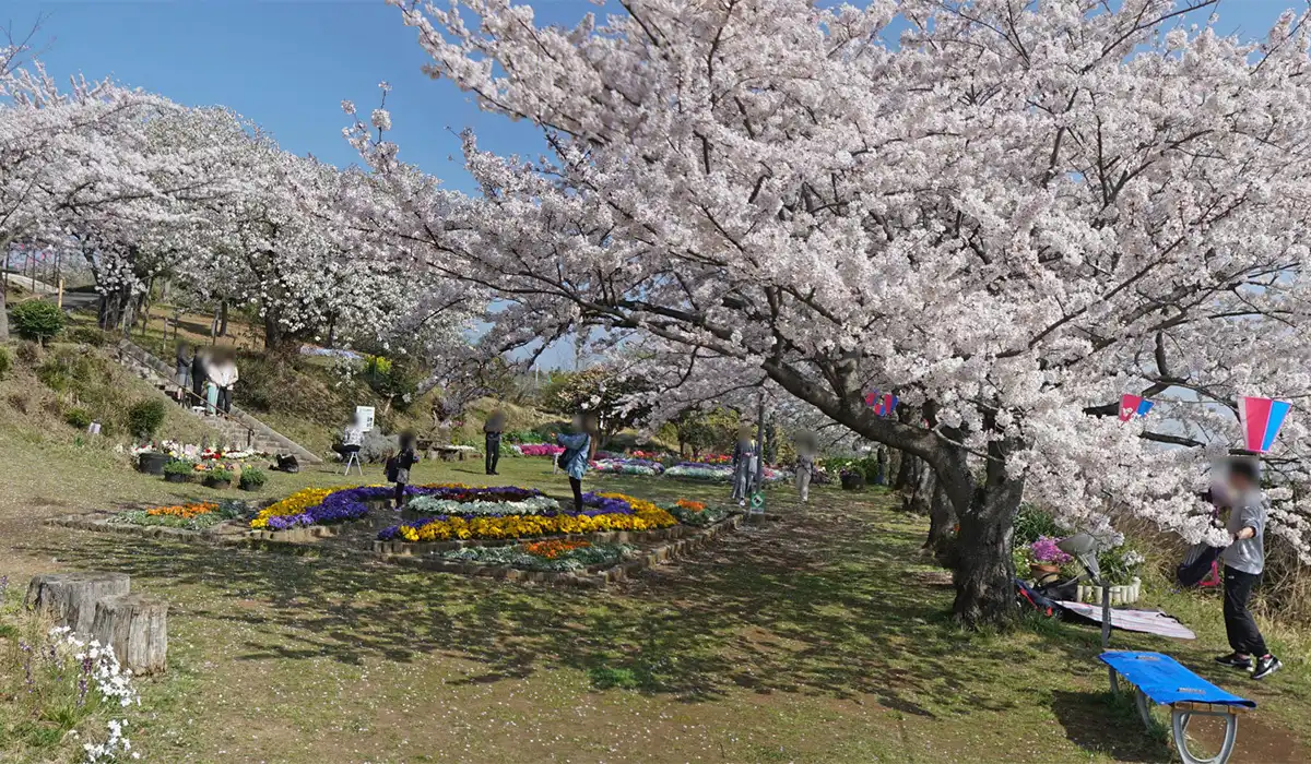 日立かみね公園の桜と花壇のVRツアー