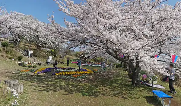日立市かみね公園東側展望施設の桜と花壇の開花景観とVRツアーリンク