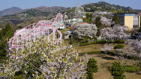 日本さくら名所100選の日立かみね公園の桜