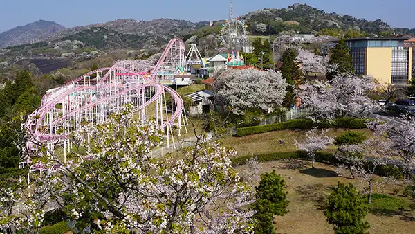 日立市かみね公園の桜開花の空撮景観写真