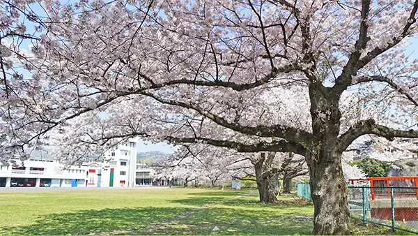 日立市消防本部裏の桜VRツアー