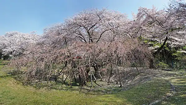 日立市のお花見スポットの日立市消防本部裏のしだれ桜