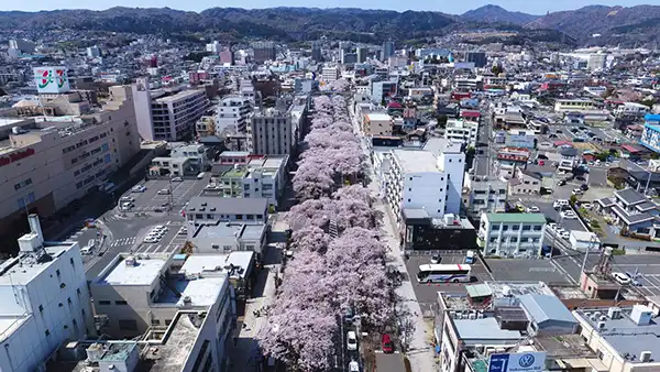 日本さくら名所100選の日立駅前通りの桜並木