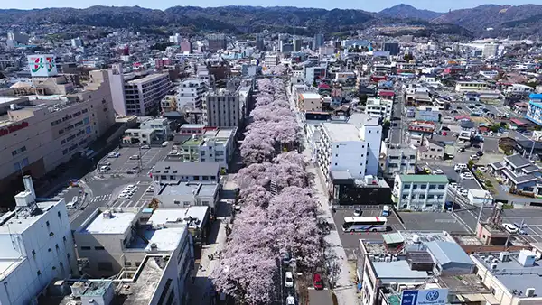 日立駅前・平和通りの桜並木の桜開花空撮景観写真