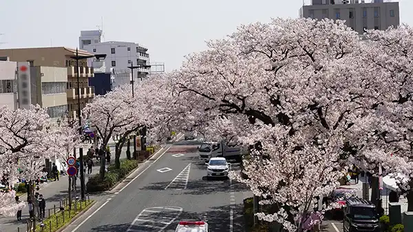 平和通りとけやき通り交差点歩道橋からの桜並木の開花景観写真とVRツアーリンク