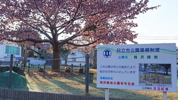 桧沢緑地の日立紅寒桜の開花と説明板の景観写真
