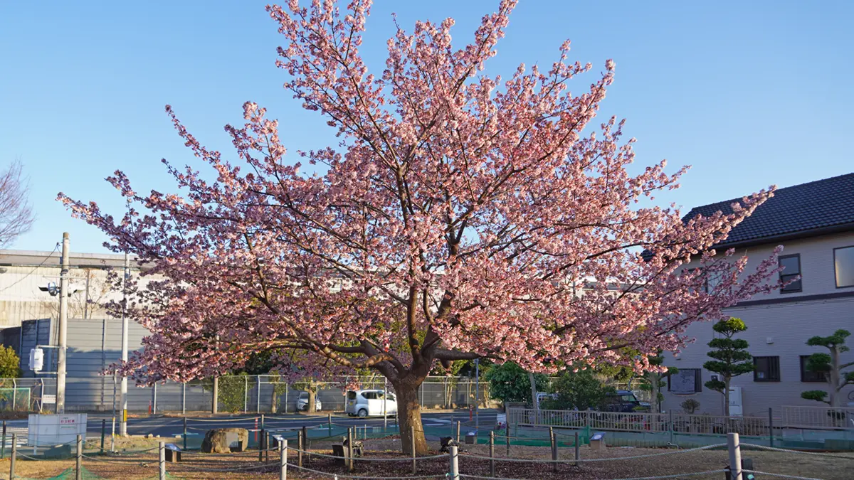 西側からの日立紅寒桜の景観写真