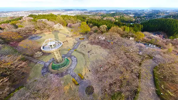 日立市十王パノラマ公園の桜開花の空撮景観写真