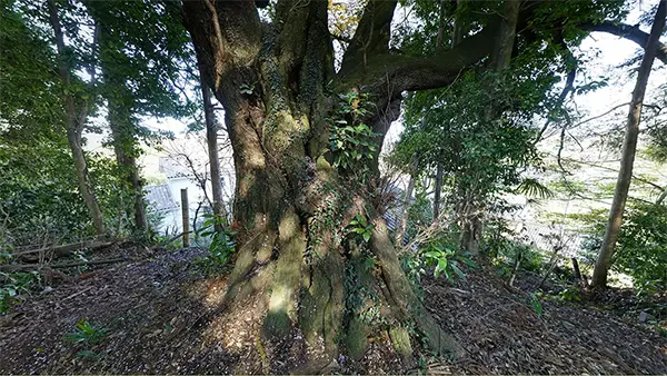 黒磯稲荷神社の山桜VRツアー