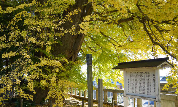 日立市の大久保鹿島神社の駒つなぎのイチョウ