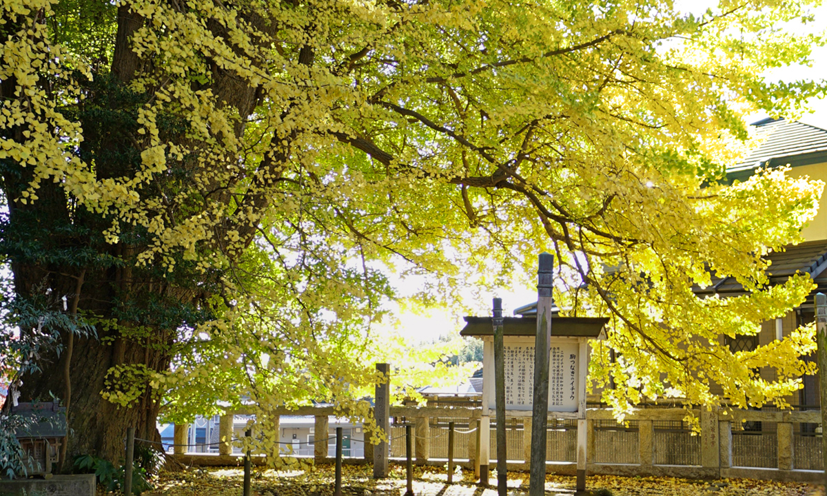茨城県日立市の大久保鹿島神社の駒つなぎのイチョウの黄葉VRツアー