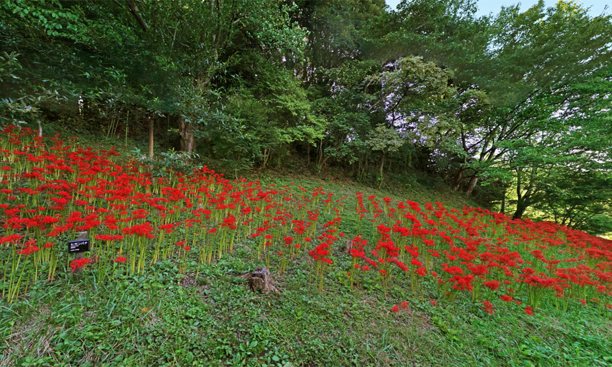 茨城県日立市の赤羽緑地の彼岸花群生地VRツアー