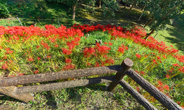 茨城県日立市の赤羽緑地公園の彼岸花群生地