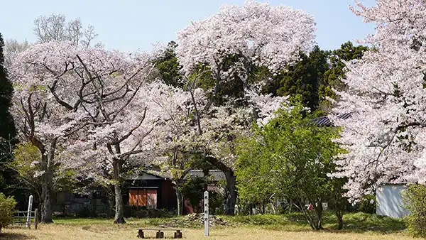 助川城址の本丸館跡の桜開花の景観写真