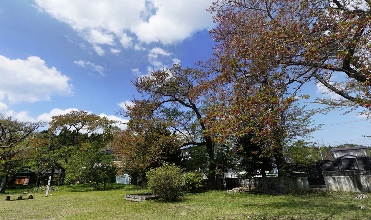 日立市の助川城址の本丸の桜