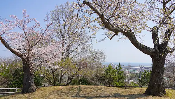 日立市の助川海防城跡公園の桜古木の開花と展望景観写真