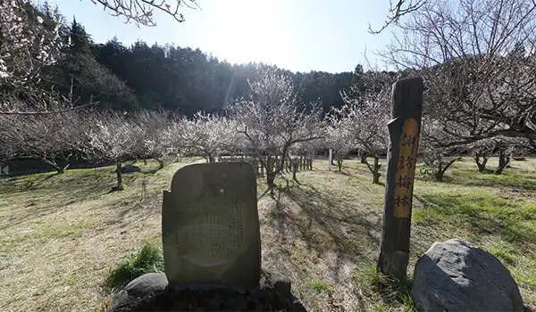 茨城県日立市の観梅観光名所の諏訪梅園