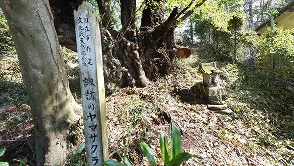 諏訪の山桜VRツアー