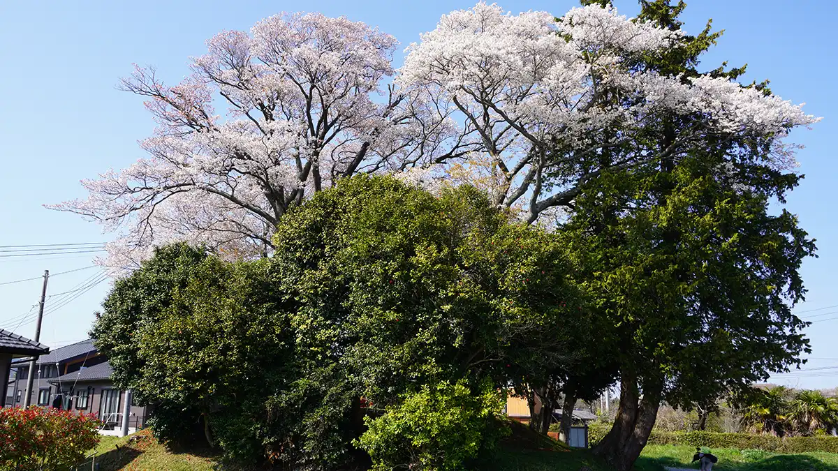 日立市友部の山桜の景観VRツアーの写真