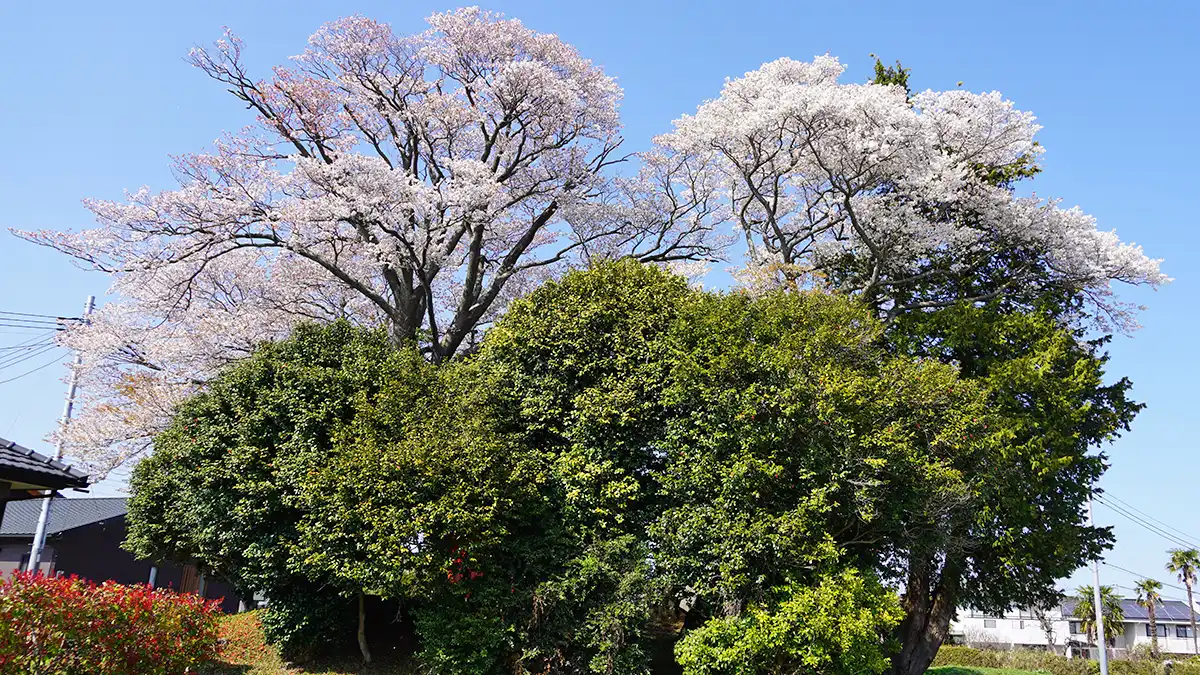 友部異国船御番陣屋跡の山桜の景観VRツアー