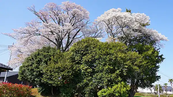友部異国船御番陣屋跡の山桜開花景観とVRツアーへのリンク